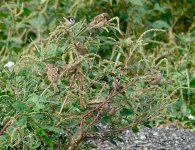 DSC07891 Eurasian Tree Sparrow @ San Tin.jpg