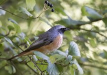 Common Redstart male Aug 20_36.jpg