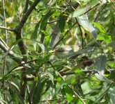 Pine Warbler (Shakespeare Pond).jpg