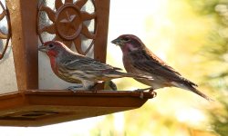 House and Cassin's Finch small.jpg