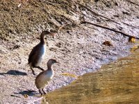 Little Grebe.jpg