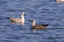 Mongolian Gull (1).jpeg