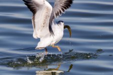 Black-Headed Gull (7).jpeg