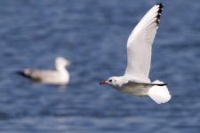 Black-Headed Gull (4).jpeg