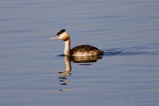 Great Crested Grebe.jpeg