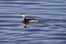 Horned Grebe (2).jpeg