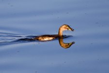 Little Grebe (1).jpeg