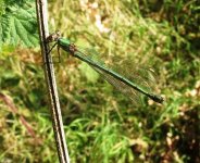 willow emerald damselfly ex IMG_3508 (1000).JPG