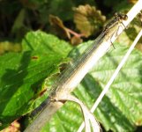 blue-tailed  damselfly ex IMG_3460 (800).JPG