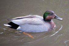 hybrid duck.jpg