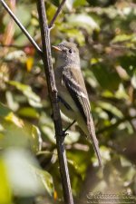 least_flycatcher1.jpg