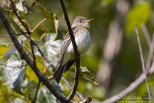 acadian_flycatcher1.jpg