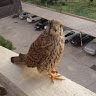 Kestrel_Morocco_2018.jpeg