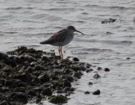 Redshank-.jpg