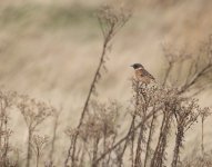 Reed bunting-.jpg