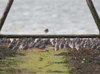 juvenile redshank-.jpg