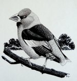 Hawfinch.JPG