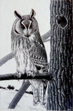 Long-eared Owl.jpg