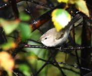 Siberian Chiffchaff_Girdle Ness_251020a.jpg