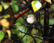 Siberian Chiffchaff_Girdle Ness_251020b.jpg