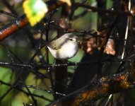 Siberian Chiffchaff_Girdle Ness_251020c.jpg