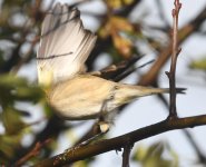 Siberian Chiffchaff_Girdle Ness_251020d.jpg