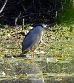 Black-Crowned Night Heron (Rotary Park) 1. .JPG