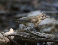 Dlv_9859_Vireo-a.jpg