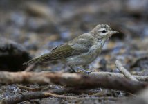 Dlv_9833_Vireo-c.jpg