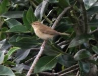 tristis type Chiff Chaff unsharpened.jpg