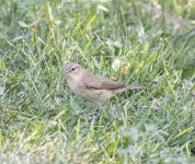 ChiffchaffPic.jpg