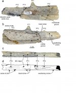 pelagornithidae-1.jpg