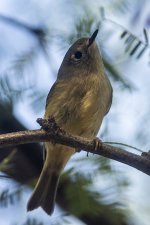 Ruby-crowned Kinglet resize.jpg