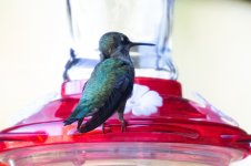 Anna's Hummmingbird_Weird 1.jpg