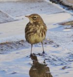 Rock Pipit Petrosus, Ramsgate 26.10.13 for Comp..jpg