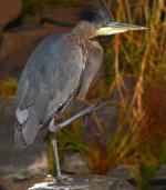 Great Blue Heron 2 aDigiscoped Rooks Nov 11.jpg