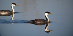 Western Grebe pair Bennington Digiscoped Nov 11.jpg