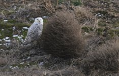 Snowy Owl resized Feb 2012 9 Mile near Finley.jpg