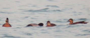 Baikalteal&Scaup.jpg