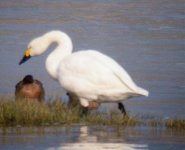 Bewick'sSwan.jpg