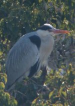 Grey Heron.jpg