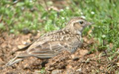 EurasianSkylark1?.jpg