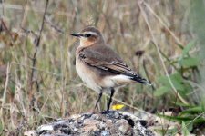 Wheatear_Greenham_Common2.jpg