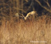 Short-eared Owl 1-28-2008.jpg