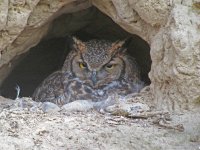 Great Horned Owl 2 Rooks Cliff Digi March 10.jpg