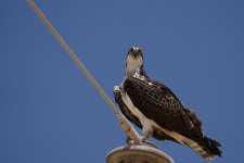 Ospreys in the Desert.jpg