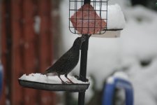 Starling by Hooded Crow 01-12-2010.jpg