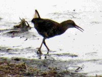 waterrail.JPG