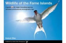 Wildlife_of_the_Farne_Islands.jpg