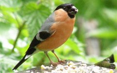 Bullfinch.jpg